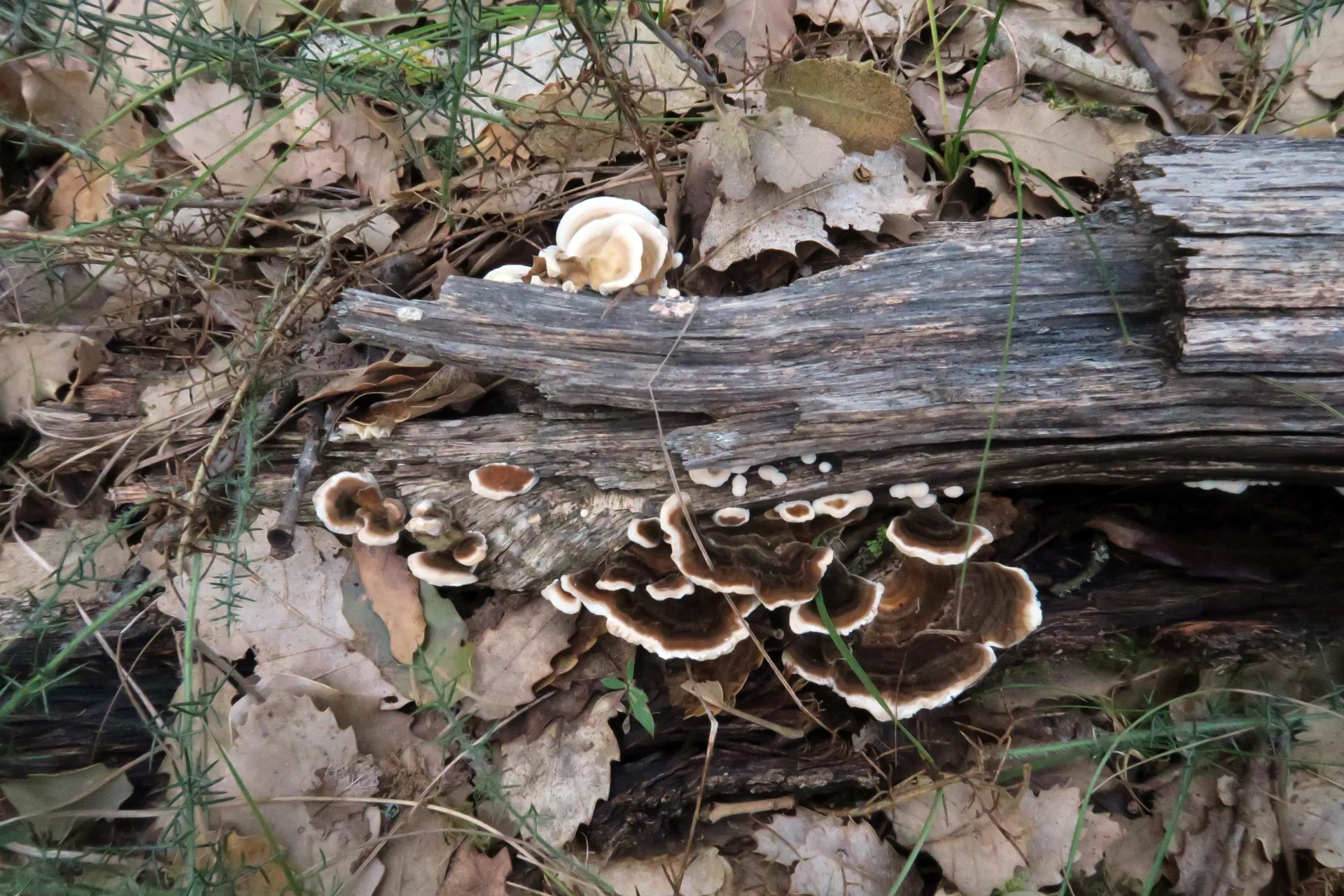 Trametes versicolor - 1 - IMG_0804